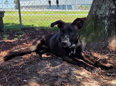 S'MORE, Labrador Retriever, young, available for adoption