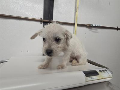 A small white dog standing on a scale.
