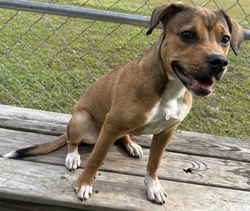 PUMPKIN, Terrier, young, available for adoption