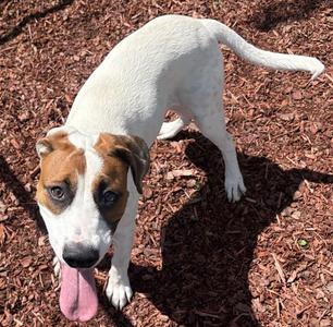 HACHE, Terrier, young, available for adoption