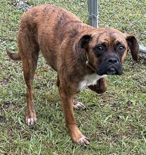 A brindle-colored dog with a black muzzle and ears standing on grass.
