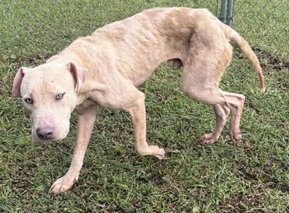 SCAB, American Pit Bull Terrier, adult, available for adoption