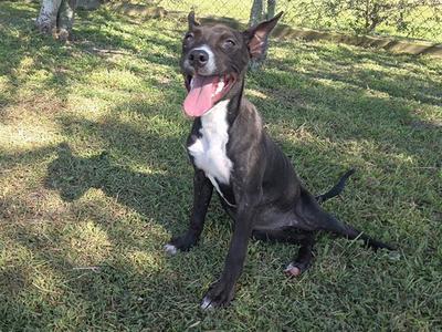 A black and white dog with a pink tongue sitting on grass