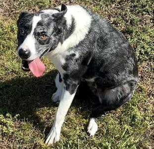 BINDI, Australian Cattle Dog/Blue Heeler, adult, available for adoption