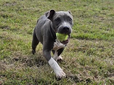 A gray pit bull dog running on grass with a green tennis ball in its mouth.
