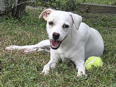 BRAM, Terrier, adult, available for adoption