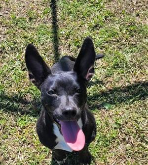 SALEM, Terrier, young, available for adoption