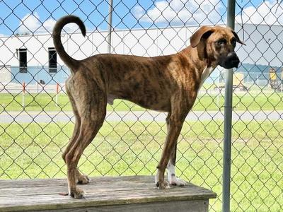 MASON, Hound, adult, available for adoption