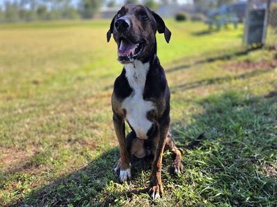 DINGER, Plott Hound, adult, available for adoption
