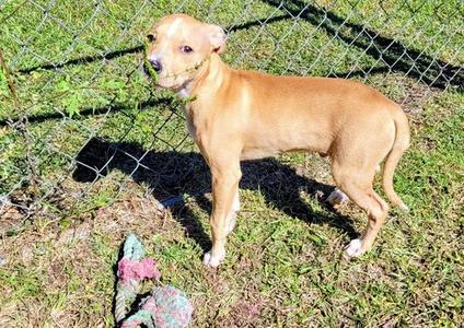 MOZART, Pit Bull Terrier, puppy, available for adoption