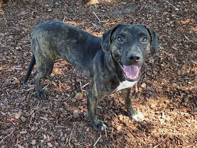 A happy black and brown brindle dog with a white chest, standing on a bed of wood chips, looking up with its mouth open and tongue out.