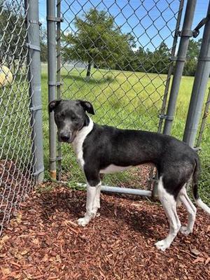 STARLORD, Hound, young, available for adoption