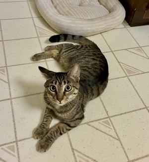 Kira, kitten, available for adoption
