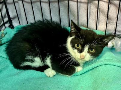 Sudoku, kitten, available for adoption