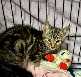 Scrabble, kitten, available for adoption