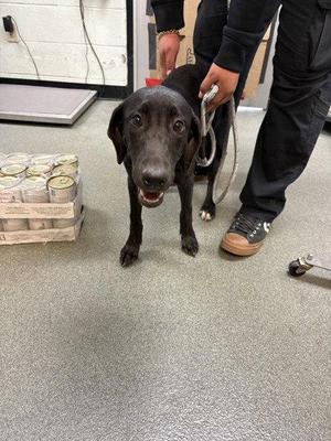 Sasha, Labrador Retriever / Doberman Pinscher, puppy, available for adoption