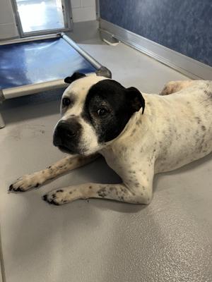 Bubby, Pit Bull Terrier, senior, available for adoption