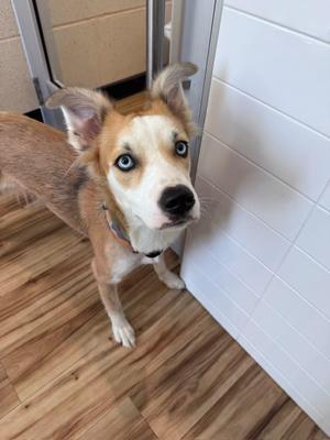 Moji, Labrador Retriever / Doberman Pinscher, puppy, available for adoption