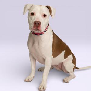 A white and brown dog sitting on a white background, wearing a red collar.