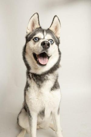 A Siberian Husky with blue eyes and a black and white coat, sitting and looking up with its mouth open.