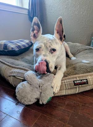 Golda, Pit Bull Terrier, senior, available for adoption