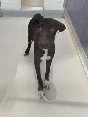A black and white dog standing on a white floor, looking directly at the camera.