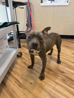 Rugby, Pit Bull Terrier, young, available for adoption