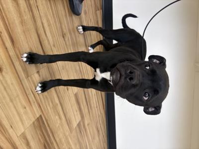Rouge, Boxer, young, available for adoption