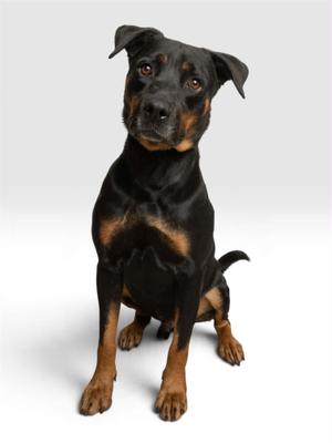 A black and tan dog sitting on a white background.