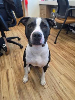 Cookie, Pit Bull Terrier, young, available for adoption