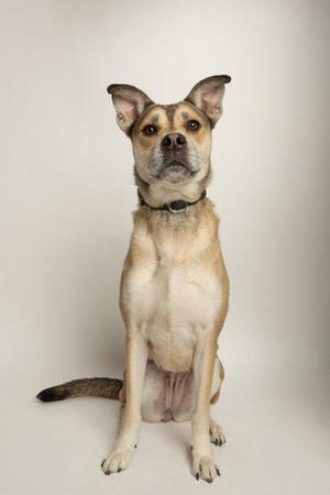 A light brown dog with a black collar sitting on a white background.