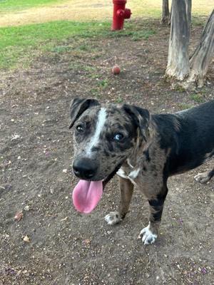 A black and brown spotted dog with a blue eye and a pink tongue sticking out, standing on a dirt path in a park.