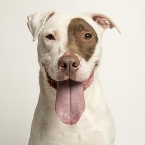 Tucker, Bull Terrier, young, available for adoption
