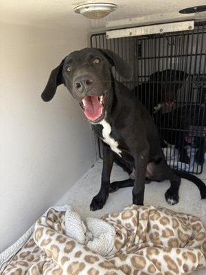 Bob, Labrador Retriever / Doberman Pinscher, puppy, available for adoption