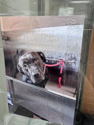 Hope, Pit Bull Terrier, adult, available for adoption
