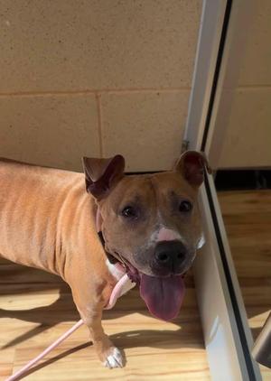 Bailey, Pit Bull Terrier, adult, available for adoption