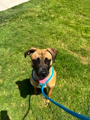 Sofie, Boxer / Black Mouth Cur, young, available for adoption
