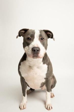 A gray and white pit bull terrier sitting on a white background.