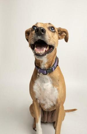 A brown and white dog with a purple collar sitting and looking up with its mouth open.