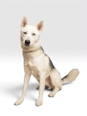A white dog with a black nose and blue eyes sitting on a white background.