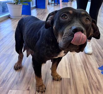 Pansy, Pit Bull Terrier / Rottweiler, adult, available for adoption
