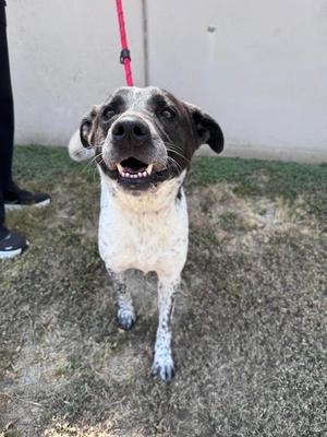 Crona, Labrador Retriever, young, available for adoption
