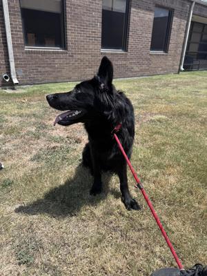 Ares, Labrador Retriever / German Shepherd Dog, young, available for adoption