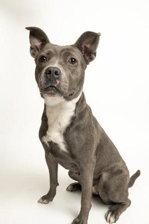 A gray and white dog sitting on a white background.
