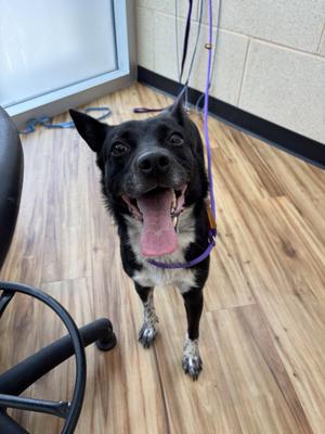 Luna, Border Collie, young, available for adoption