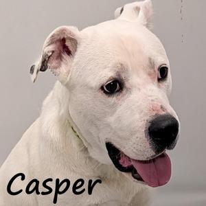 A close-up photograph of a white dog with a black nose and tongue sticking out, with the name 'Casper' written in black text in the bottom left corner.