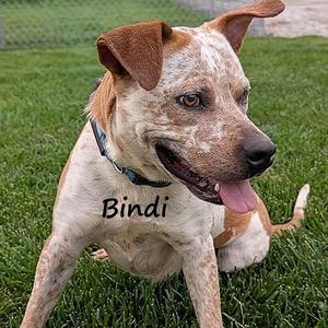 Bindi, Cattle Dog, young, available for adoption