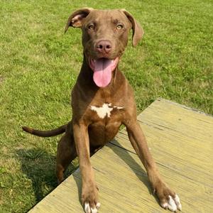 A brown dog with a white patch on its chest is sitting on a wooden surface, with its tongue out and looking at the camera.