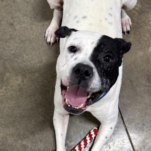 Kiki, Terrier, American Pit Bull, adult, available for adoption