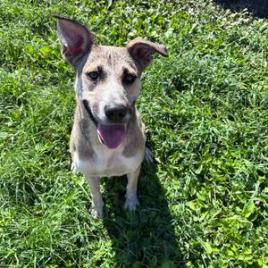 Lady, Shepherd, German, adult, available for adoption